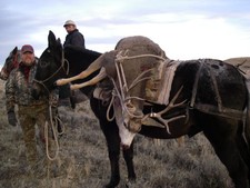 Packing out a real nice mule deer